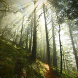 Detectado un aumento inesperado del crecimiento de la vegetación mundial por el incremento del CO2