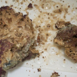 Hoy he descubierto por qué mis peces desaparecían de mi acuario al cabo de los años [ENG]