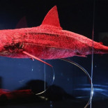 El sistema vascular de un tiburón a la vista de todos