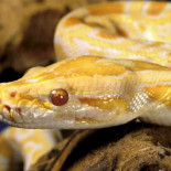 Dos niños de cinco y siete años mueren estrangulados por una serpiente pitón en Canadá