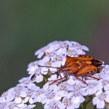 La sorprendente fauna de insectos heterópteros de la Península Ibérica en imágenes