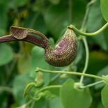 Una hierba medicinal china es más cancerígena que el tabaco y la luz ultravioleta