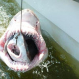 Un tiburón comiéndose otro tiburón [EN]