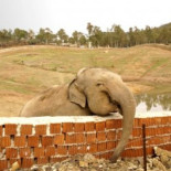Un tren arrolla a un elefante y su manada de quince ejemplares vuelve para vengarse