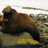 Las ilusorias promesas de la liberación sexual