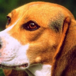 ¿Por qué los perros ayudan espontáneamente a las personas?