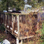 La terrible realidad de las "fábricas" de cachorros