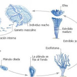 Eternamente joven o biológicamente inmortal