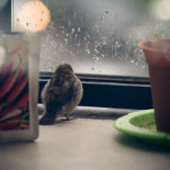 Encontré una cria de gorrión ciego bajo mi balcón después de una tormenta (ENG)