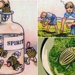 Cuando EEUU bombardeó Alemania con escarabajos de la patata