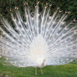 Cuando la naturaleza se queda sin pintura: 25 animales albinos (ENG)