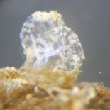 Científicos españoles hallan en la Antártida un invertebrado marino que come huesos