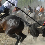 La red se moviliza contra el Toro de la Vega