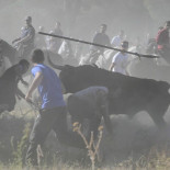El otro salvajismo del Toro de Vega
