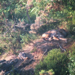Los días felices de unos cachorros de lobo