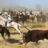 PP y PSOE rechazan la iniciativa de Izquierda Plural para abolir el Toro de la Vega