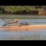 National Geographic publica el video del jaguar cazando un caiman