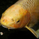 Los seres vivos más longevos del planeta: desde una medusa inmortal a una almeja de 410 años