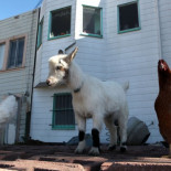 Cientos de aves de corral son abandonadas cada año provenientes de granjas hipsters