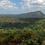 Una expedición científica descubre 60 nuevas especies en una zona selvática de Surinam