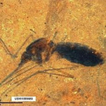 Descubren el fósil de un mosquito repleto de sangre de hace 46 millones de años