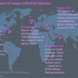 Las medusas se están apoderando de los mares y podría ser demasiado tarde para detenerlas [ENG]