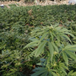 Uruguay establece precio de mariguana tras legalización