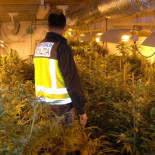 España se convierte en el gran vivero de marihuana de Europa