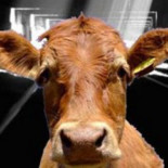 Un túnel de vacas bajo Manhattan