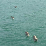 Ciervos salvajes rescatados por unos navegantes de morir ahogados