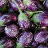 Bangladesh presenta la berenjena transgénica