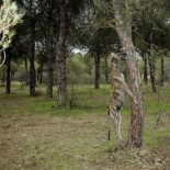 Condenan a un cazador a siete meses de prisión por ahorcar a dos de sus galgos