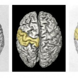 Oh, dios mío, ¡el cerebro de Gauss fue intercambiado!