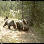 Lo que ocurre en un bosque cuando no estás ahí