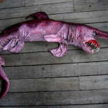 Animales raros y extraños que realmente existen (ENG)