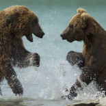 Un hombre de 80 años sobrevive tras caer por un barranco mientras peleaba con un oso [EN]