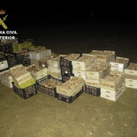 Golpe a la recogida ilegal de níscalos en Guadalajara: casi una tonelada intervenida de una sola vez