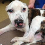 EEUU: 55 años de prisión por torturar a un cachorro