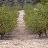 El hombre que invirtió los ahorros de su vida en recuperar el pistacho español