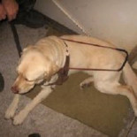 Un ciego y su perro guía bajados del avión, y los demás pasajeros indignados bajan también (ENG)