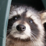 El exceso de mapaches amenaza el ecosistema de Madrid