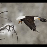 Águila calva arrebata comida de entre las fauces de un coyote