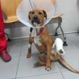 Multada por abandonar a su perro para no asumir el coste de la operación quirúrgica