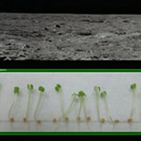 La NASA plantará nabos en la Luna