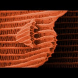 Alas de mariposa vistas con un microscopio electrónico de barrido (ING)