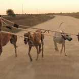 'Febrero, el miedo de los galgos', una historia de crueldad y maltrato animal