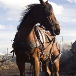 Ningún animal sufrió daños durante el rodaje (salvo los que murieron a golpes, ahogados o empalados sin querer)