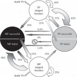 Hembras que se emparejan con hembras