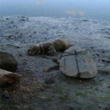 Piden cárcel para un acusado de atar a un perro a una piedra para que se ahogara en la playa
