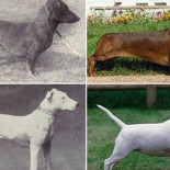 Cómo un siglo de crianza selectiva ha convertido en perros deformes lo que una vez fueron razas sanas [ENG]